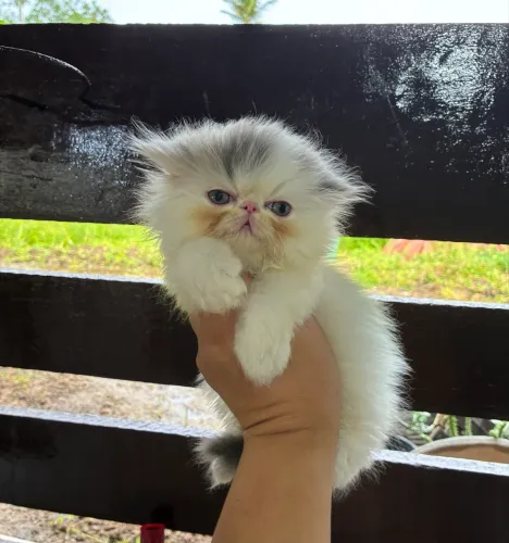 Gata persa padrão show 