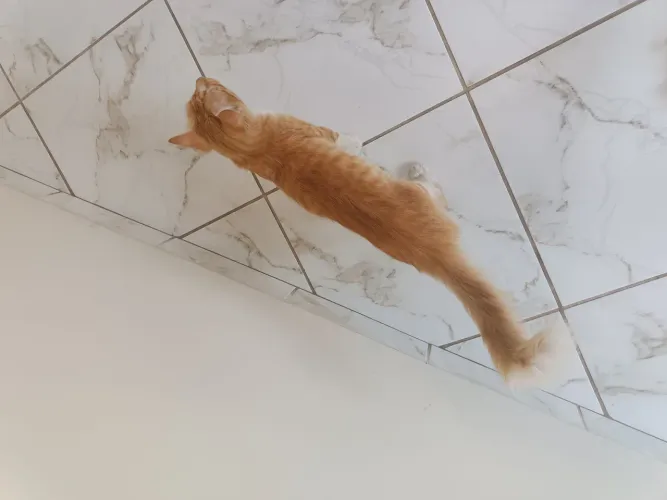 Filhote de Gato para adoção responsável 