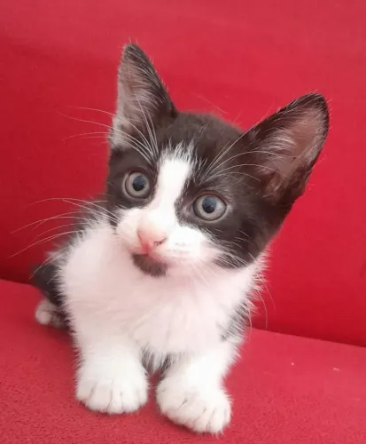 Gato para adoção