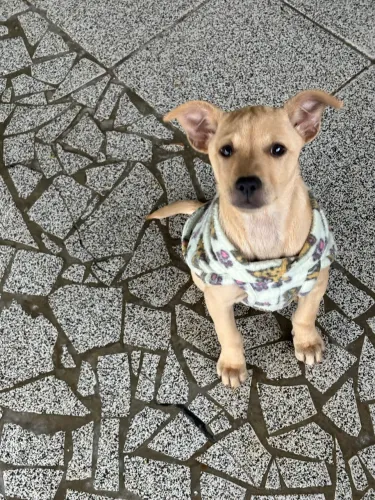 Doa-se cachorra filhote fêmea