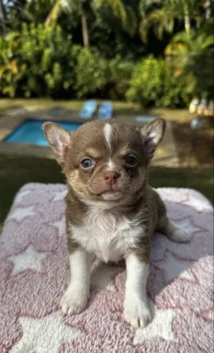 Filhote de Chihuahua Chocolate