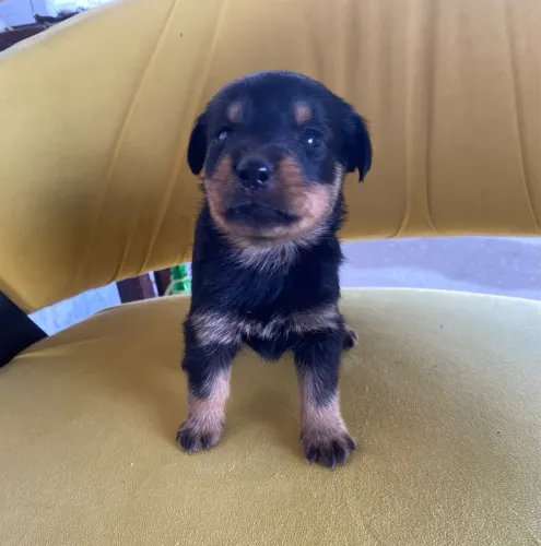 Filhotes de Rottweiller