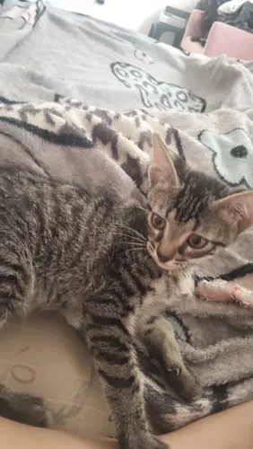 Gatinho para doação