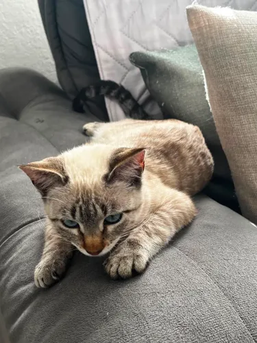 Gata para doação 