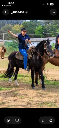 cavalo crioulo