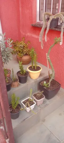 Vários vasos de cactos 