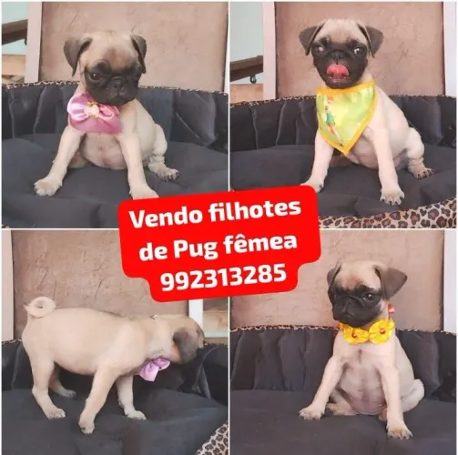 Vendo filhotes de Pug fêmea