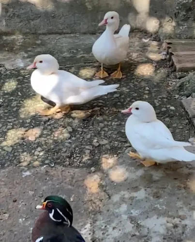 Marreco Carolino Branco