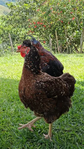 Ovos de Galinhas GSB Balão