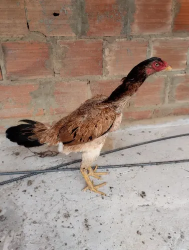 Franga de genética top 