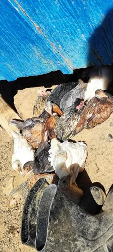 Animais sítio 