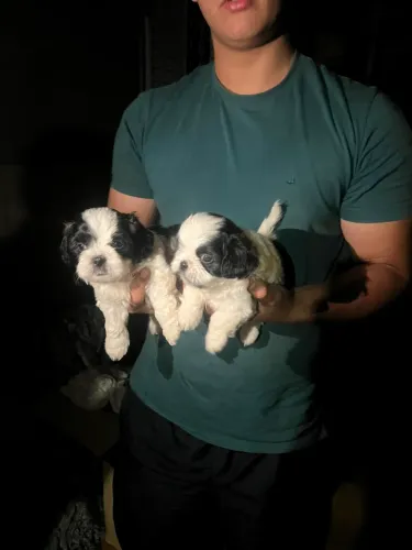 Filhotes de Shih Tzu