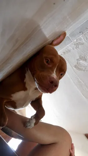 Meu cachorro