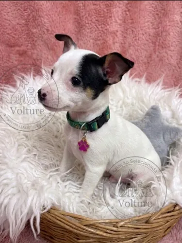 Pinscher zerinhos saudáveis e entrego