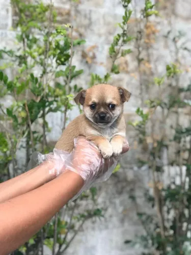 Chihuahua Mini - Vermifugado, V10 e Garantia Veterinária