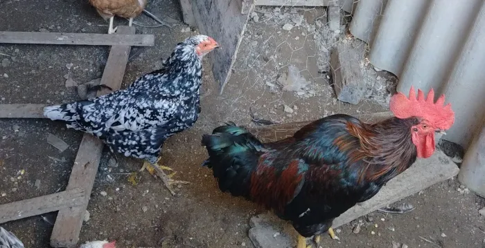 Galos e galinha