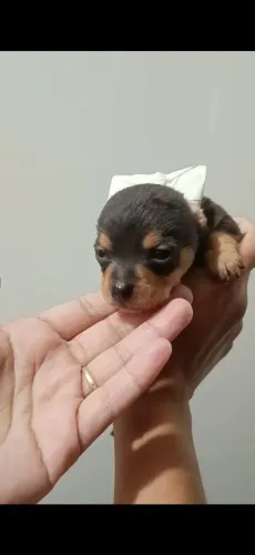 Pinscher 0 macho * whatsapp.valor 1.500,00