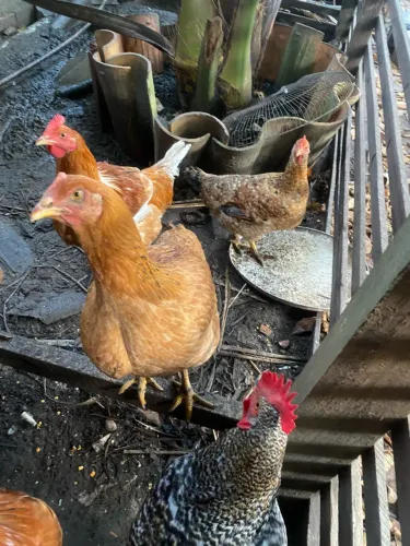 Galo e galinha caipiras