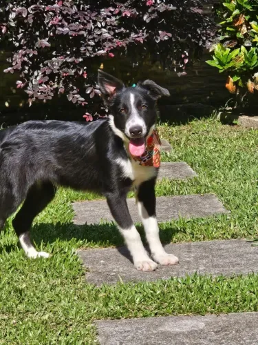 Border Collie | Jovens | Conheça nossa Estrutura