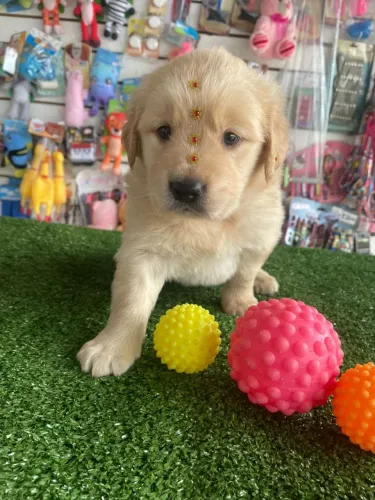 Golden Retriever fêmea Disponível