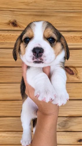 Filhote de Beagle brincalhão 