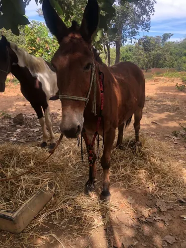 Burro à venda