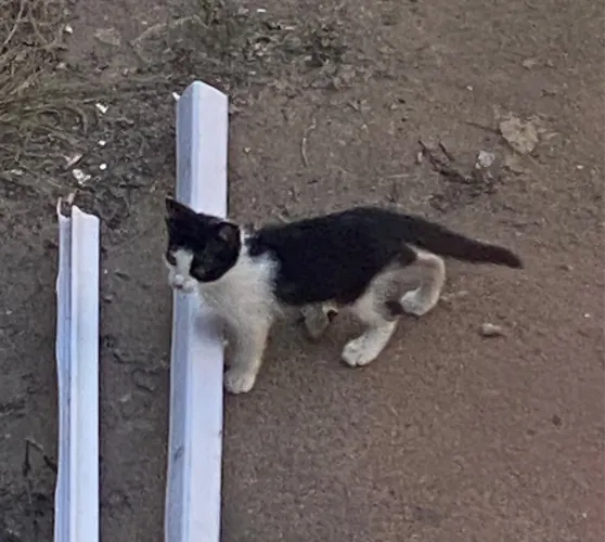 Doação gatinhos