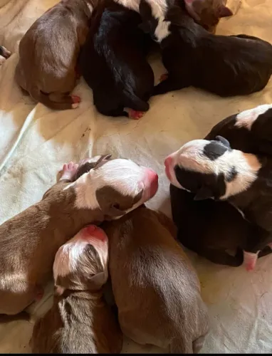 Filhote de Pit Bull macho disponível 