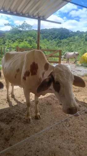 Vaca leiteira 