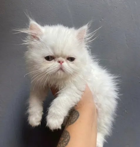 Gato persa macho