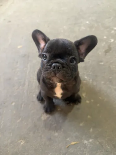 Bulldog Francês