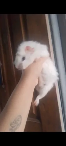 Porquinho da índia fêmea 3 meses