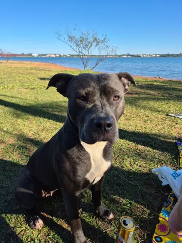 American Staffordshire Terrier  DOAÇÃO RESPONSÁVEL