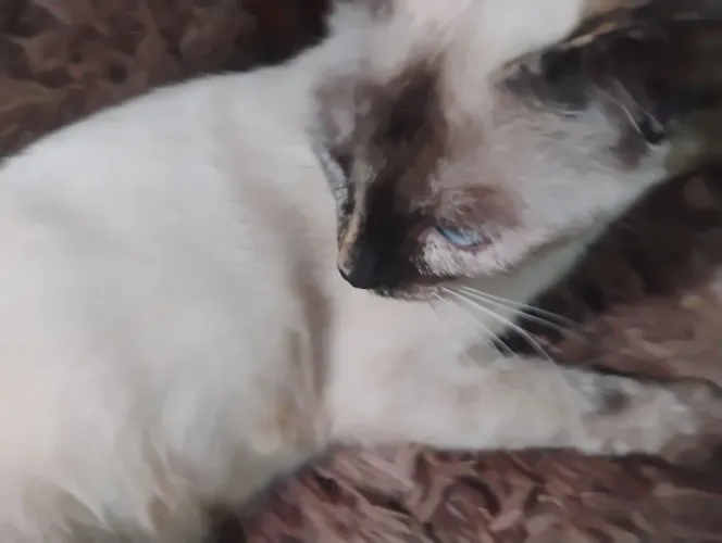 Gatos