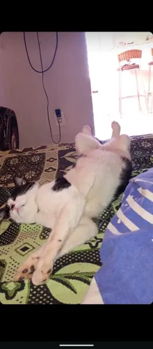 Preciso doar urgente, dei alergia as gatas ?