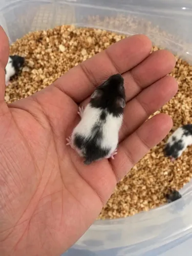 Filhotes HAMSTER SÍRIO