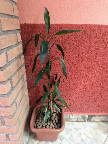 Vaso de bambu