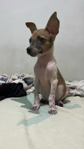 Cachorra fêmea resgatada 