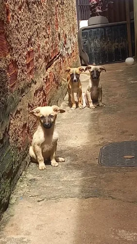 Doação de cachorros, todos macho 2 mês, comem de tudo Ração e comida 
