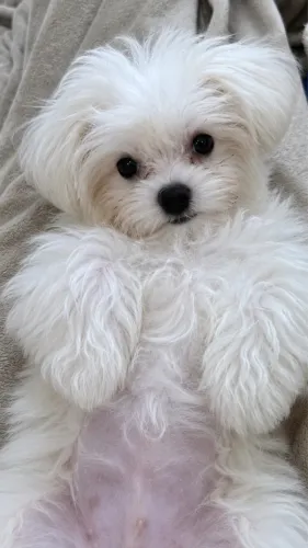 Maltês macho filhote 7 meses