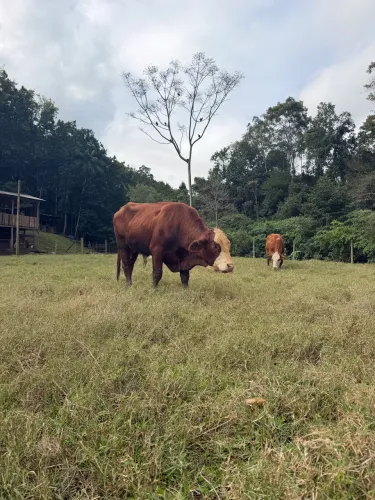 Braford pura a venda