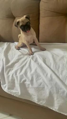 Raça Pug
