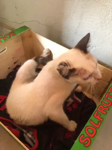 Gatinha dócil(adoção 