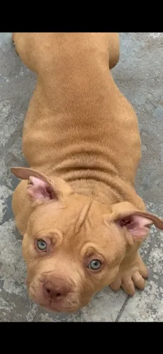 Filhote macho Pit monster 
