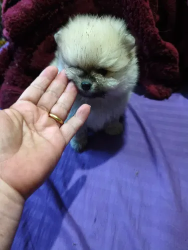 Spitz anão lulu macho
