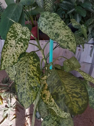 Plantas já pegadas