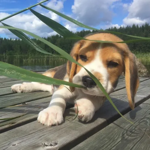Beagle O presente que conquista desde o primeiro olhar e carinho