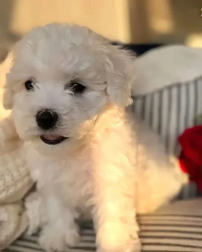 Poodle lindo filhote