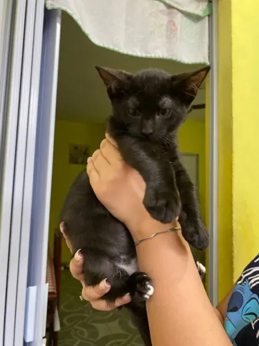Gatinhos