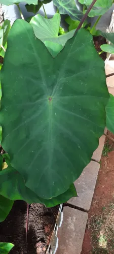 Kit 10 mudas de colocasias  Green Magic 